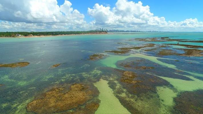 Corals on the northeast coast suffer massive bleaching